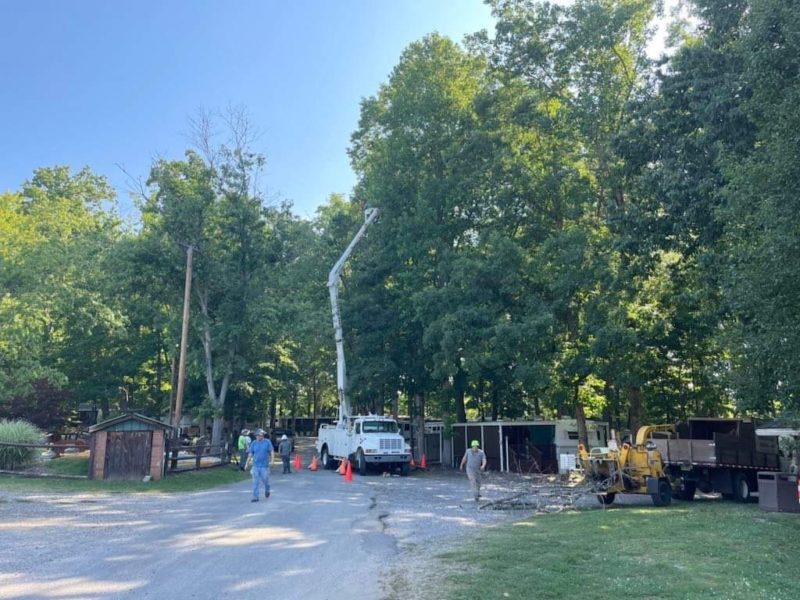 Professional Tree Pruning Shannon & Son's Tree Service