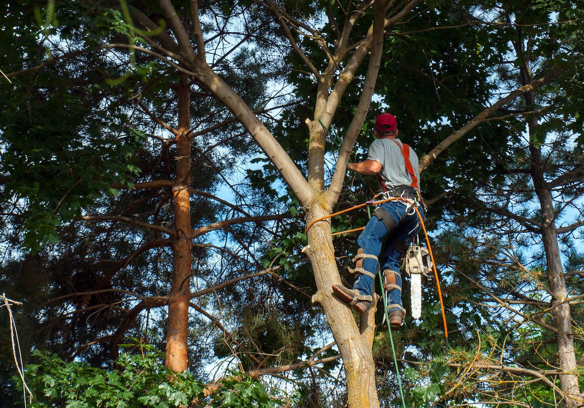 What is an Arborist