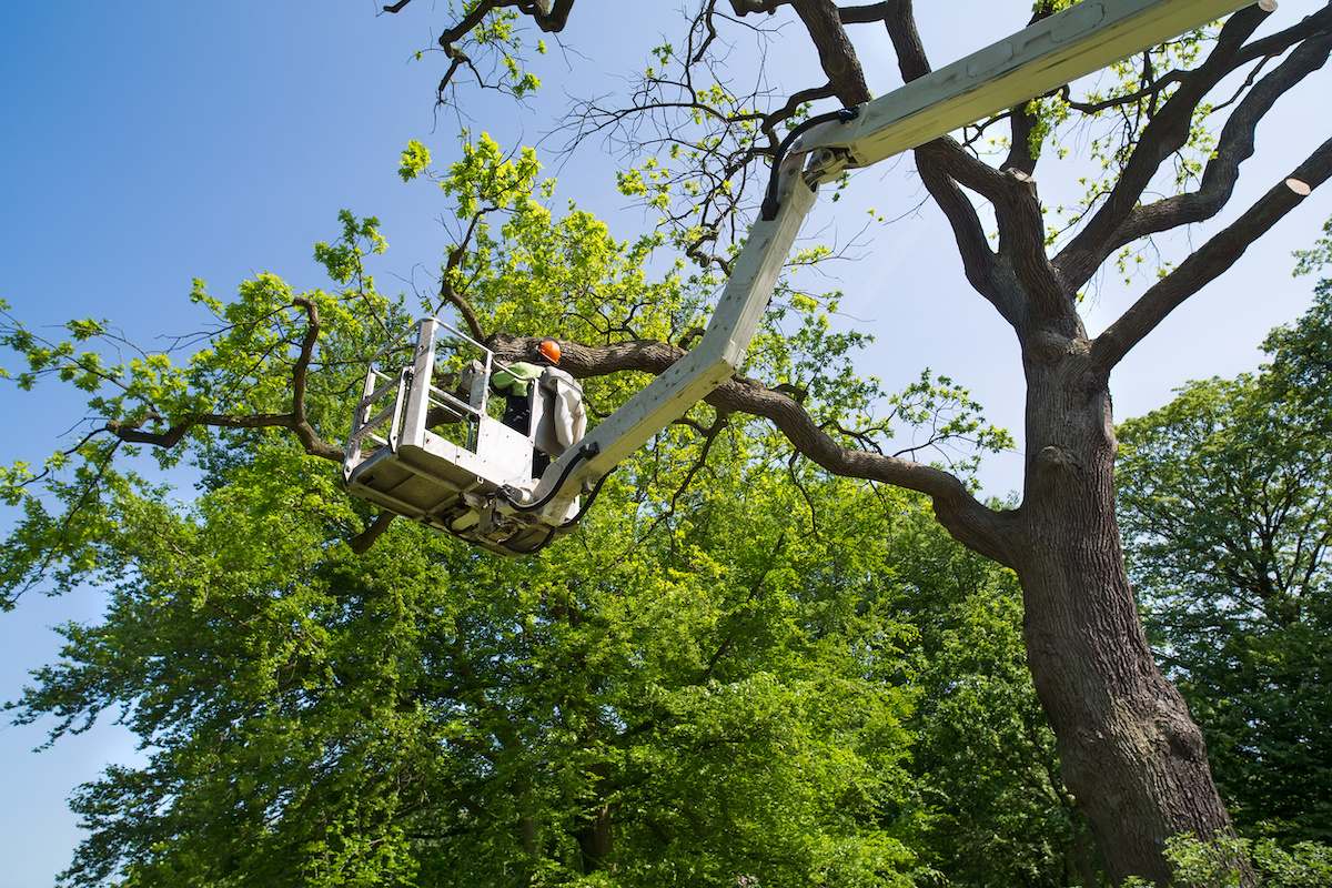 When to Trim Your Trees
