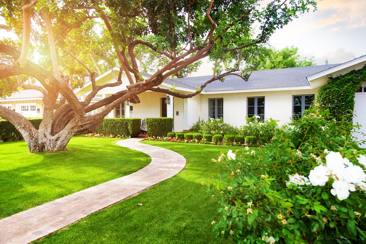 Tree Services Enhance the Aesthetic Appeal