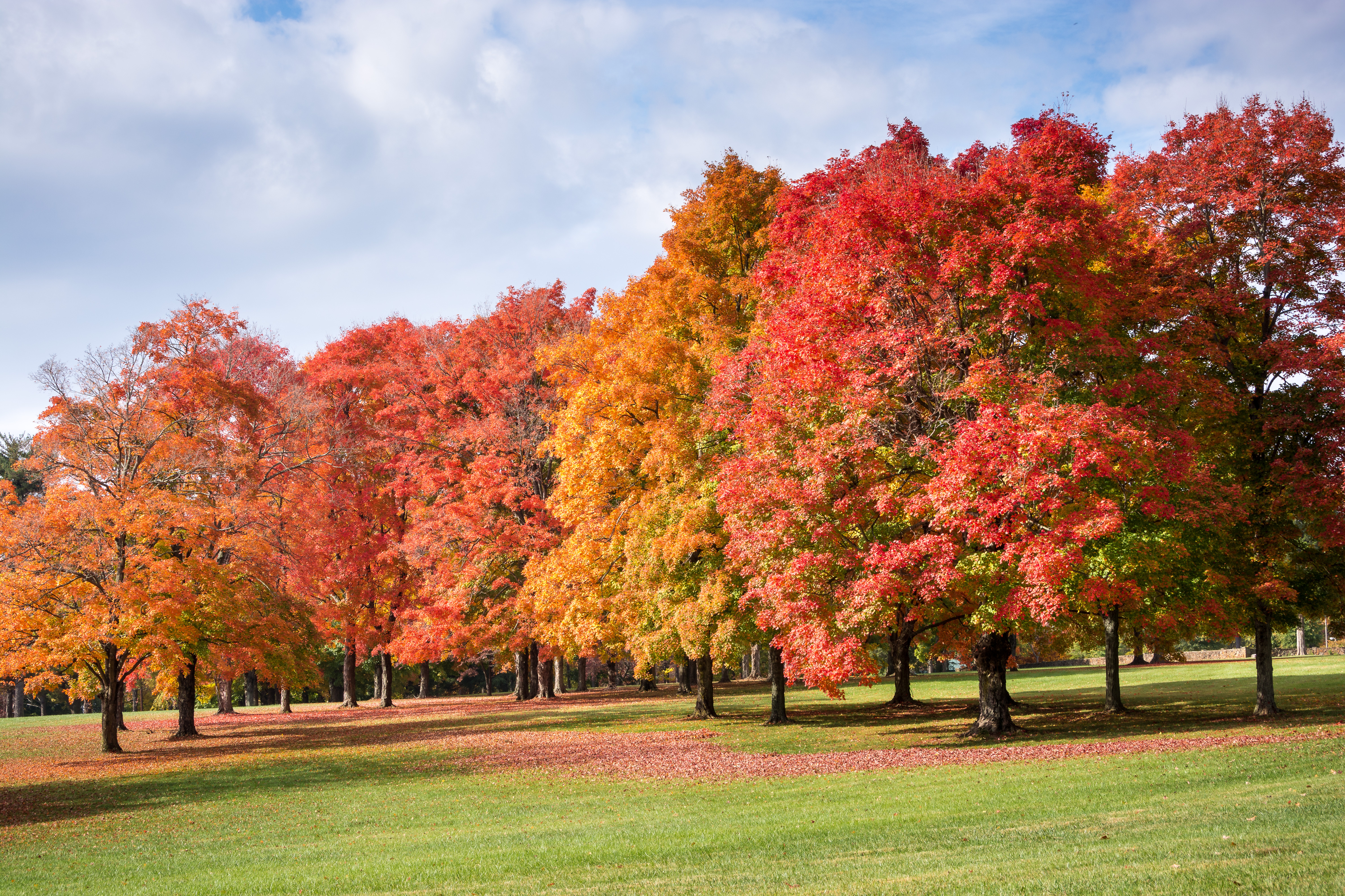 Best Trees to Plant in Winston-Salem
