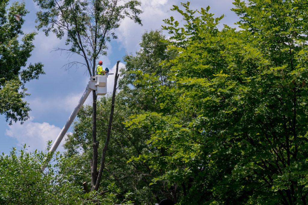 Importance of Tree Pruning