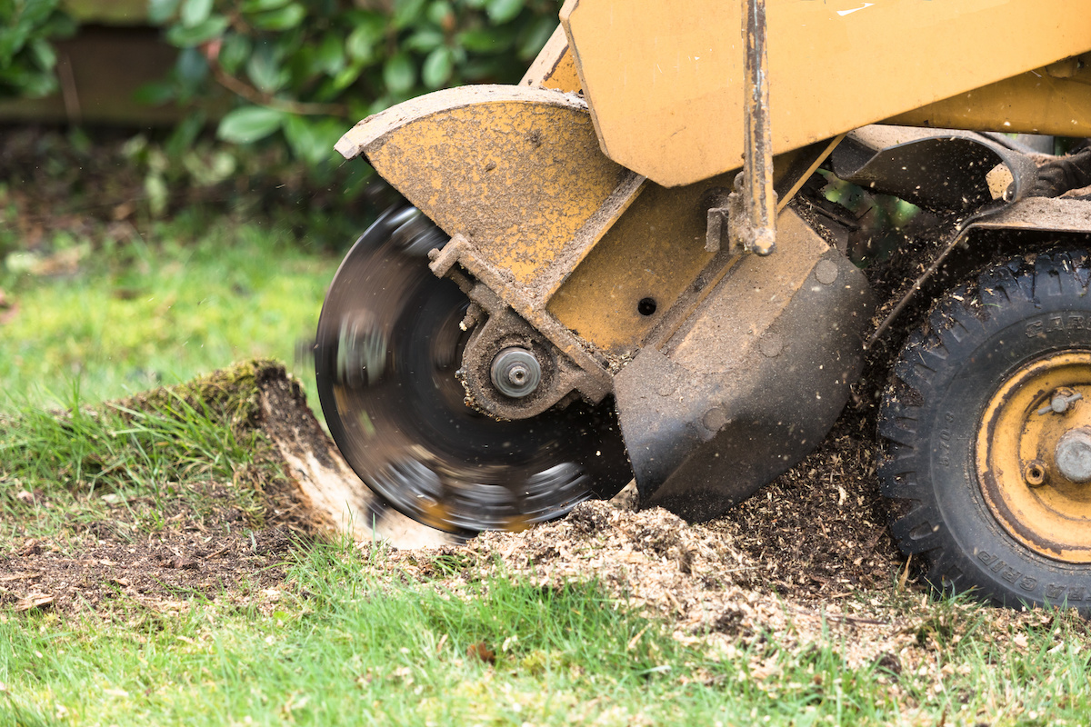 Eliminate Stumps with Shannon & Son's Tree Service