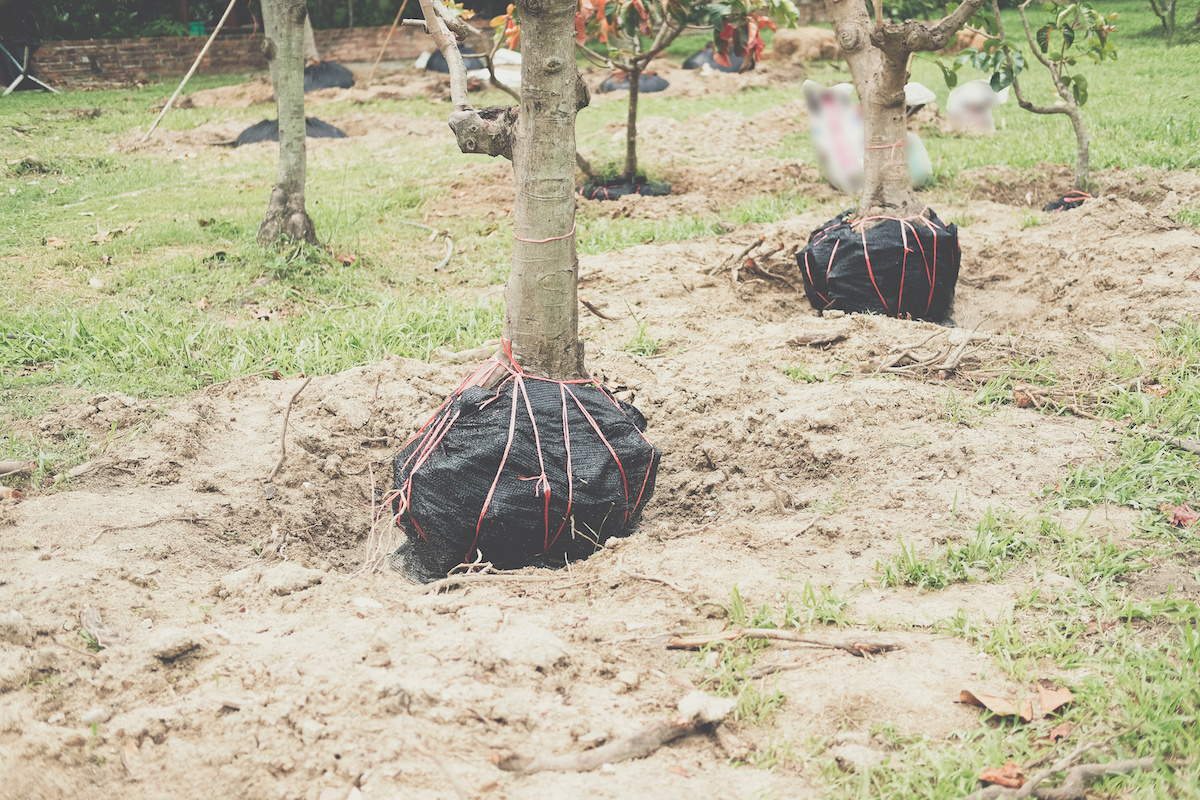 Tree Transplanting Tips