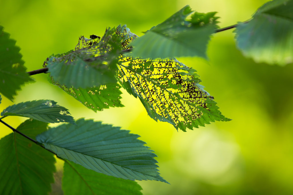 Tree Trimming and Pest Management