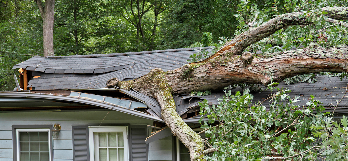 What to Do When a Tree Falls on Your House