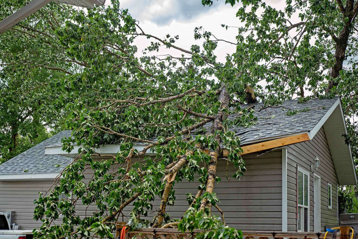 Keep Your Home Safe with Professional Tree Removal Services