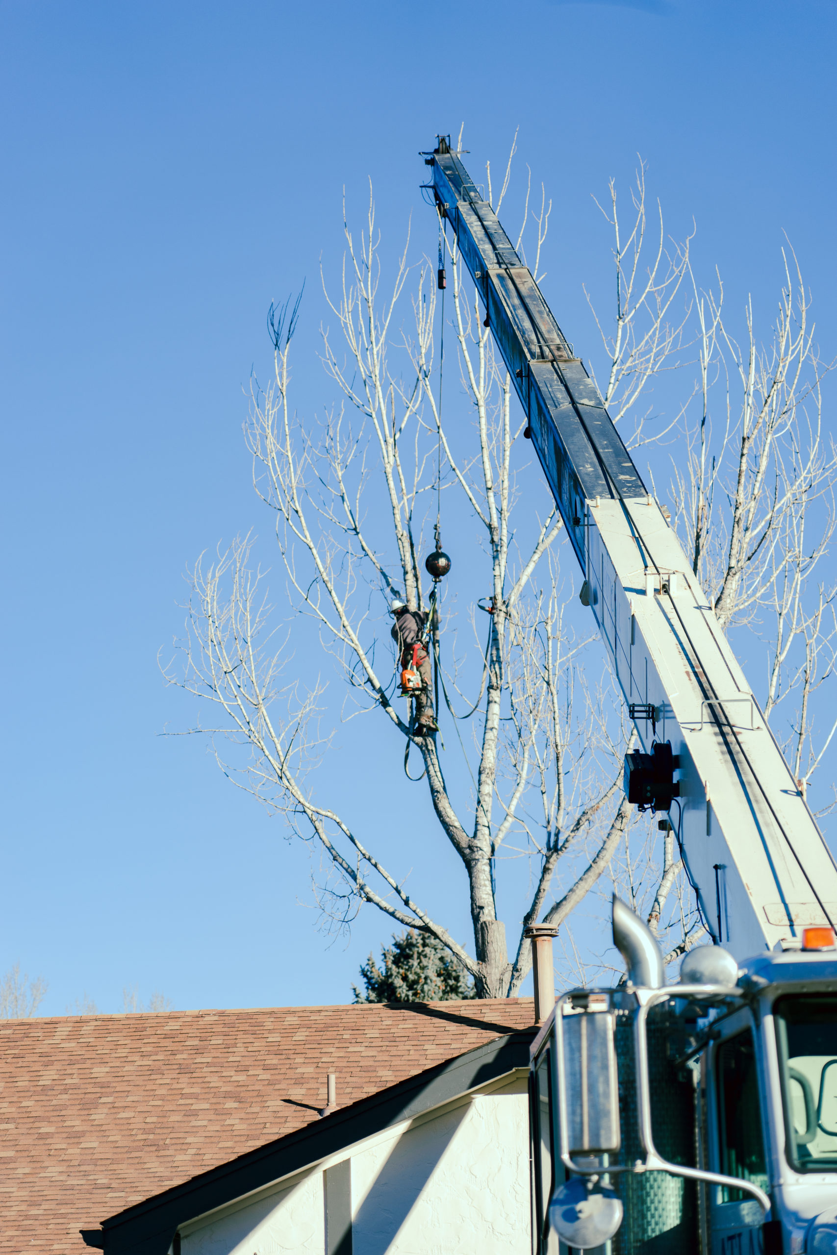 Why Does a Tree Trimmer Use a Crane