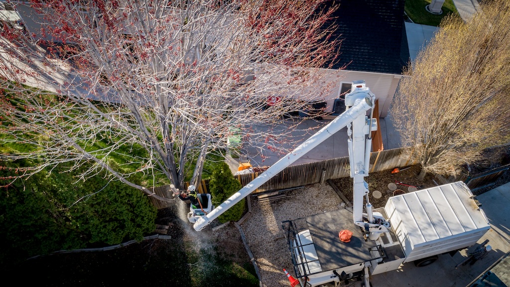 Get the Best Local Tree Removal Services