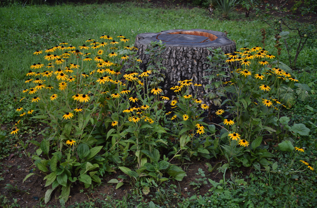 Low-growing flowers planted around an old tree stump