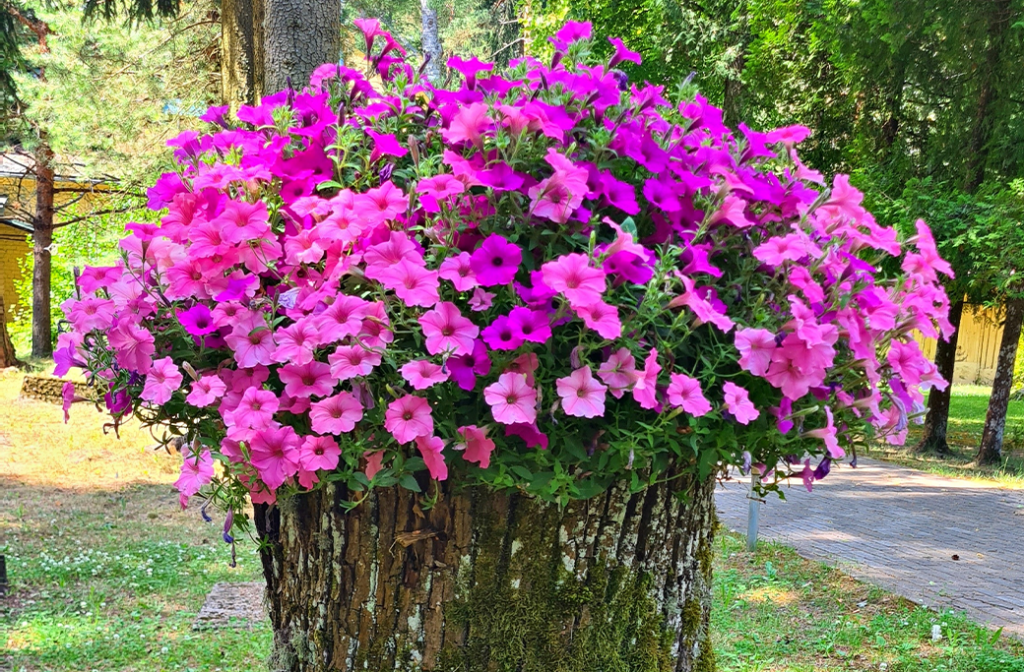 Small flowering plants growing in a hollowed tree stump planter