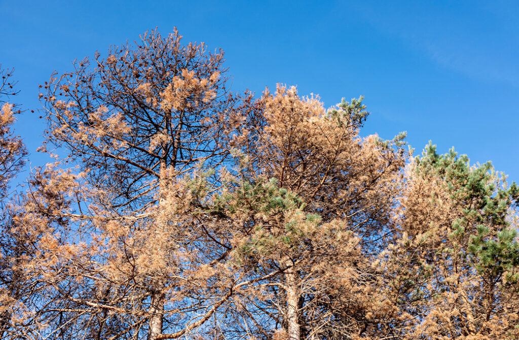 Pine tree with brown needles across much of its canopy