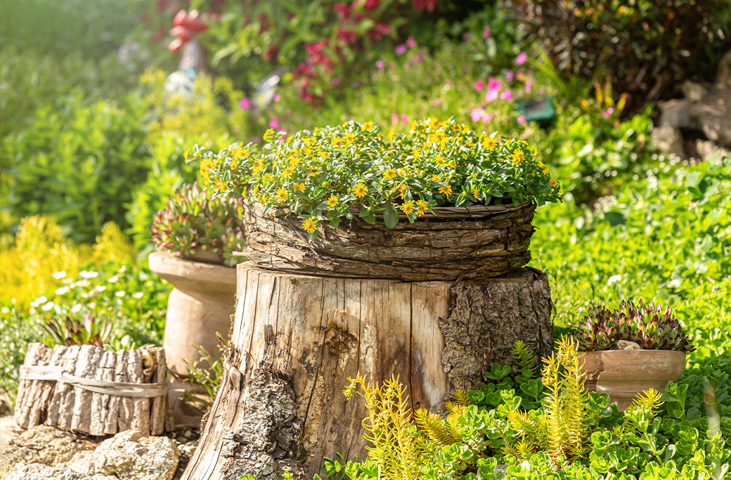 Flower bed and container plants used to hide a tree stump in a front yard