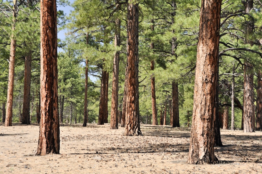 Pine Trees Are Dead Or Dormant?
