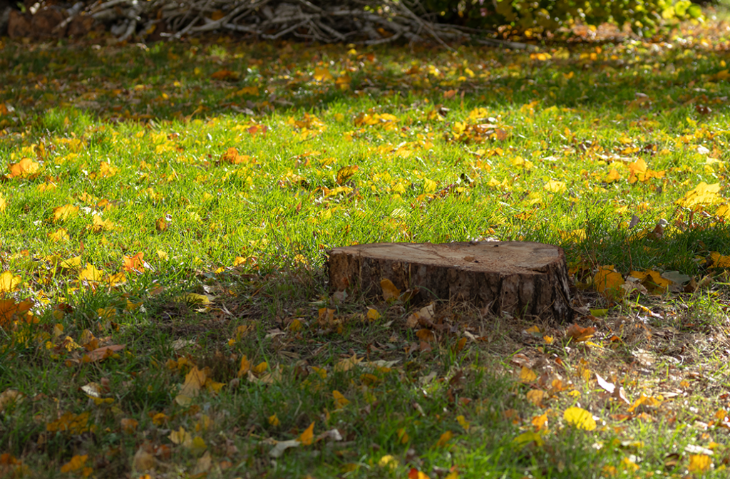 Tree stump in a lawn where grinding may make mowing easier
