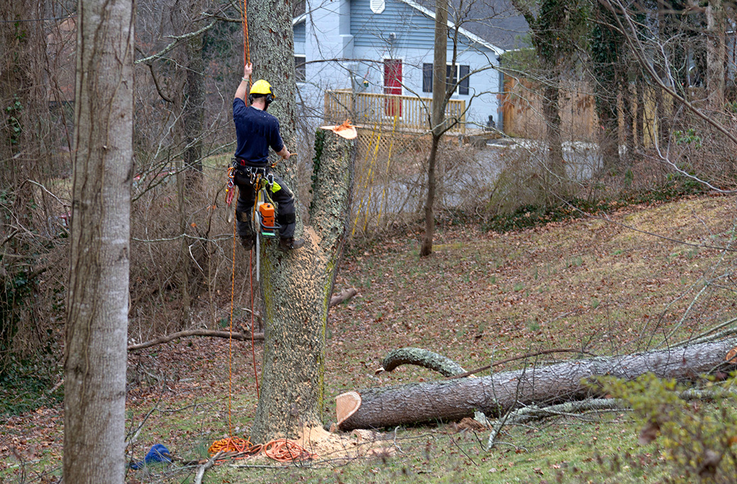 Tree Removal In Clemmons, NC