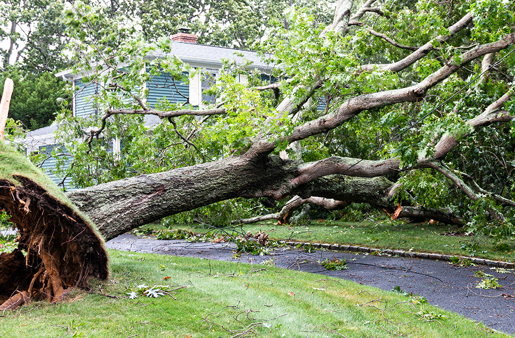 Emergency Tree Removal: What to Do When Disaster Strikes