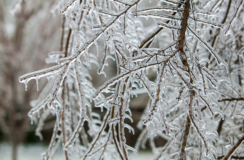Winter Storm Preparation: Keeping Your Trees Safe for Springtime
