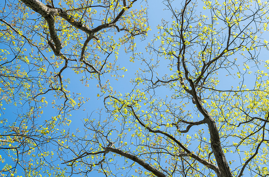 Common Signs Your Trees Need a Trim This Spring