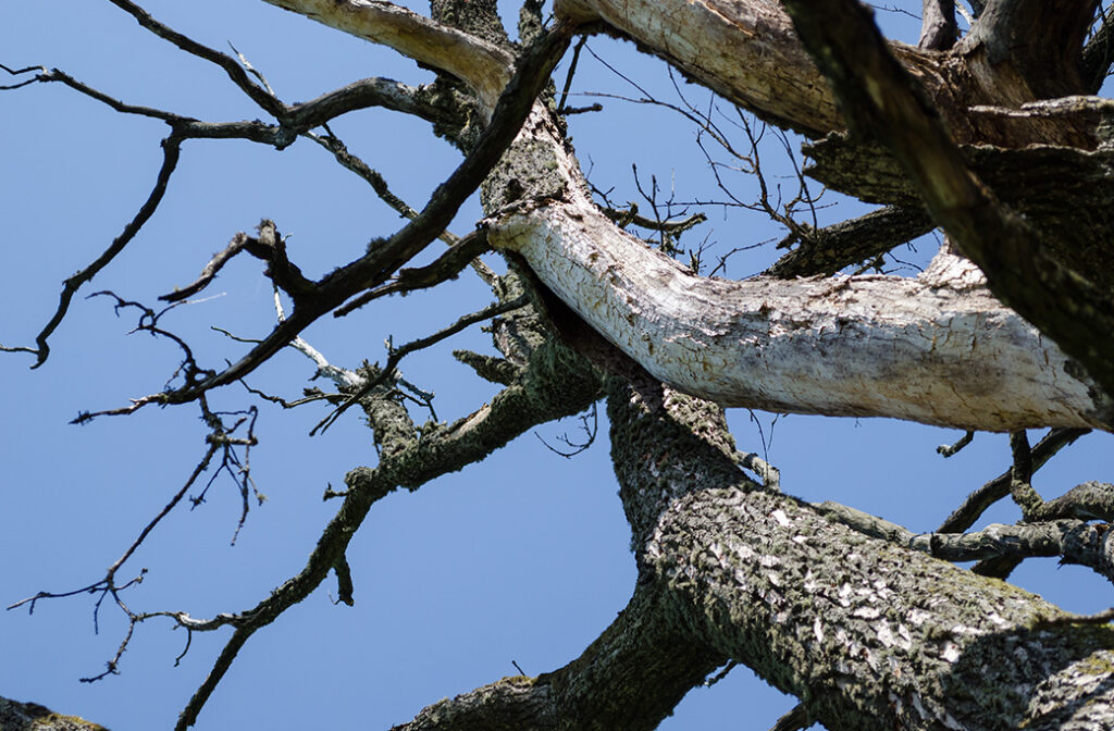 Warning Signs of Unstable Trees