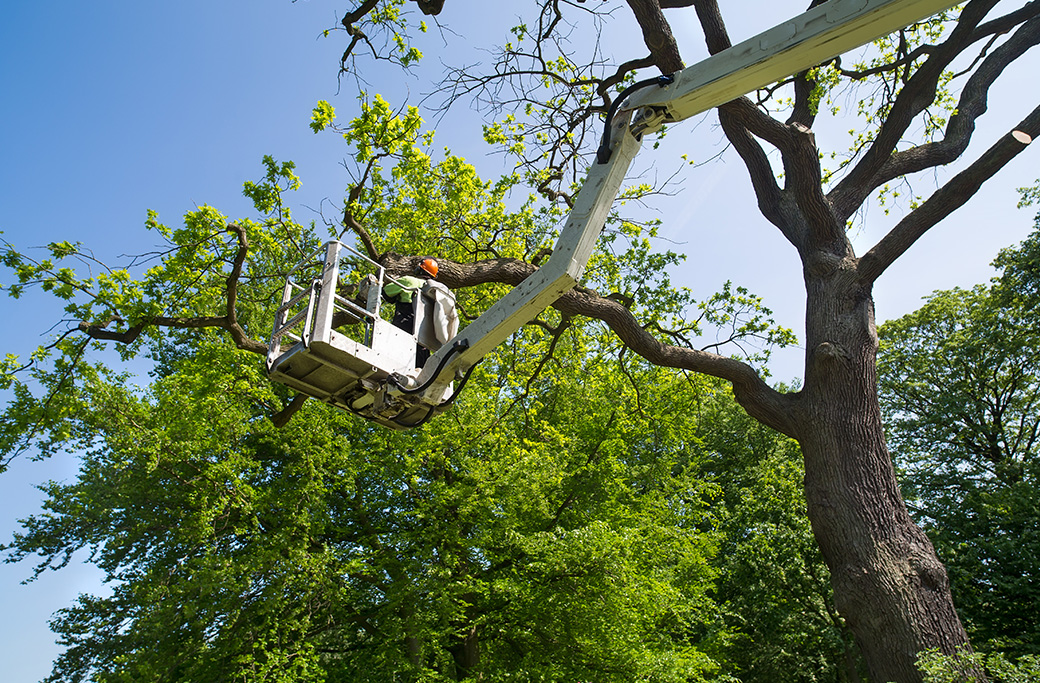 Tree Service in Lewisville, NC