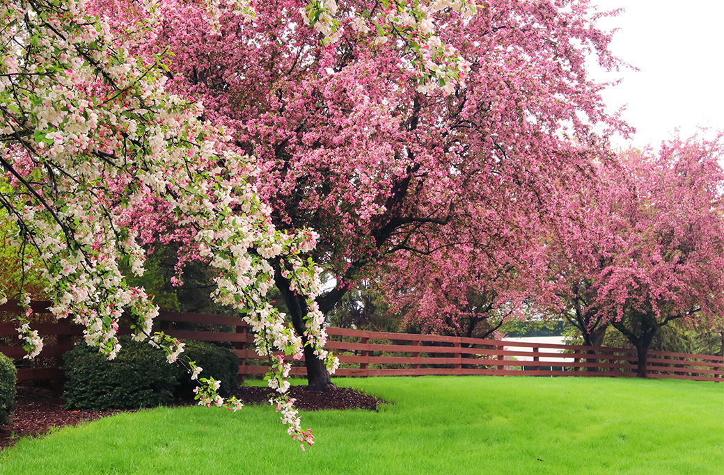 Spring Awakening: Preparing Your Trees for the Growing Season