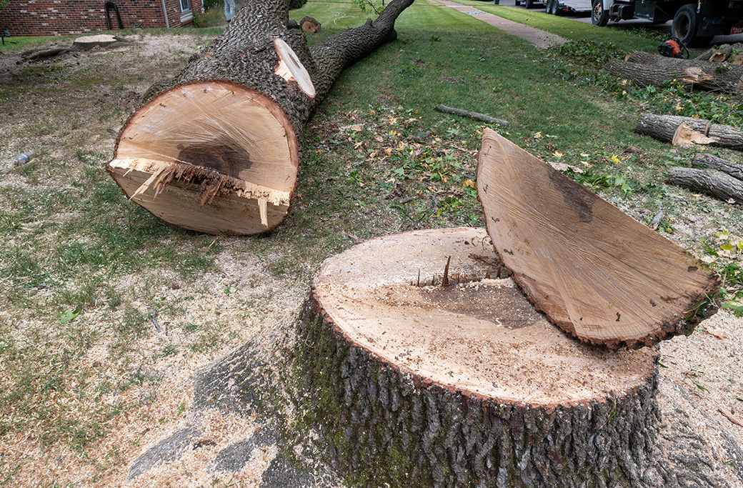 Tree Removal in Pfafftown