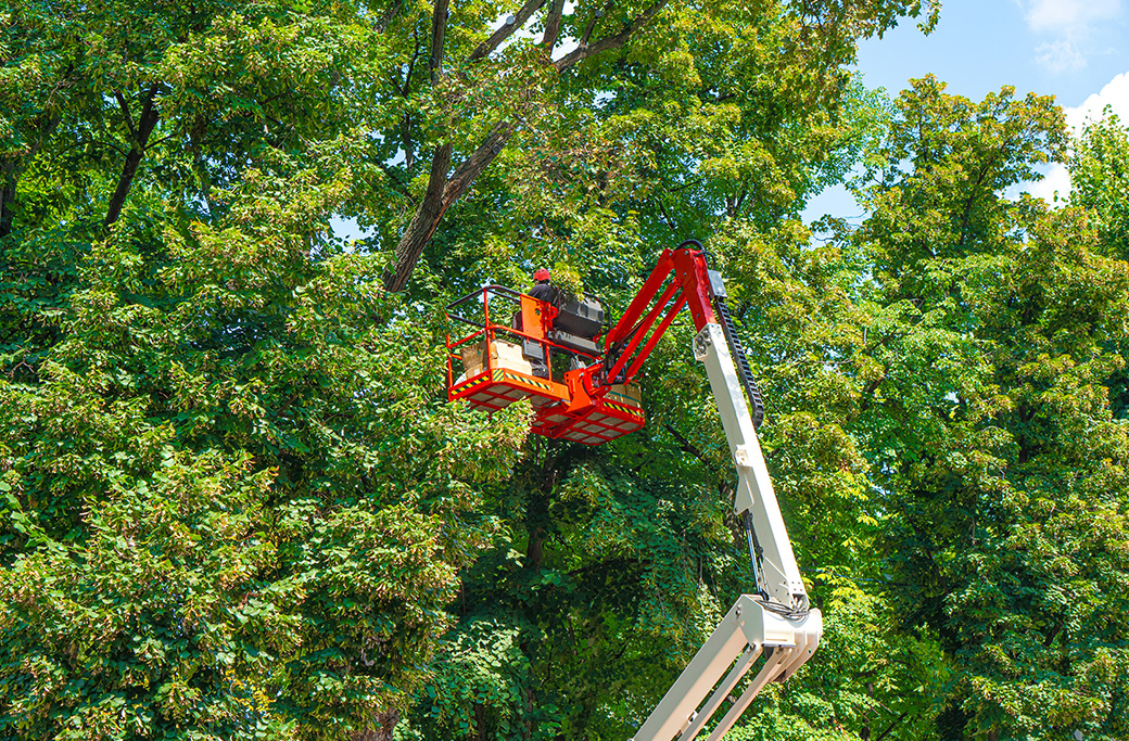 Tree Service in Bethania