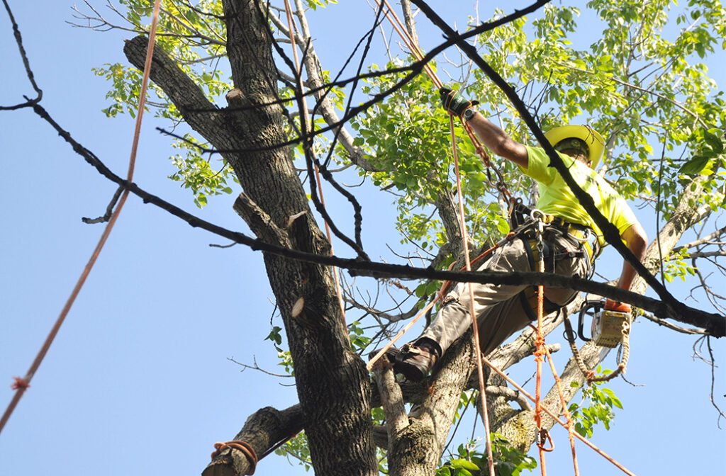 Tree Trimmer in Advance