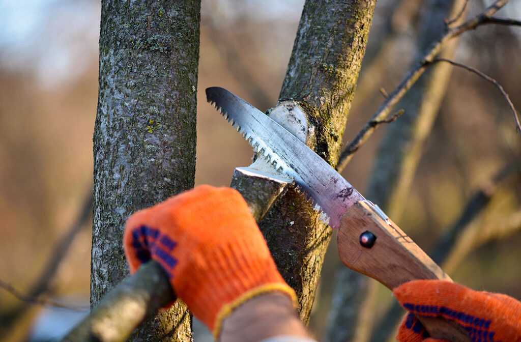 Difference Between Trimming and Pruning