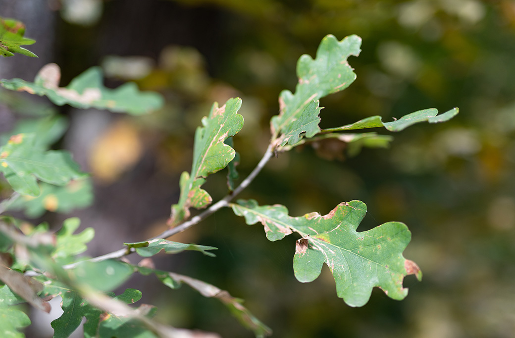 Common Tree Pests and Diseases in Late Summer