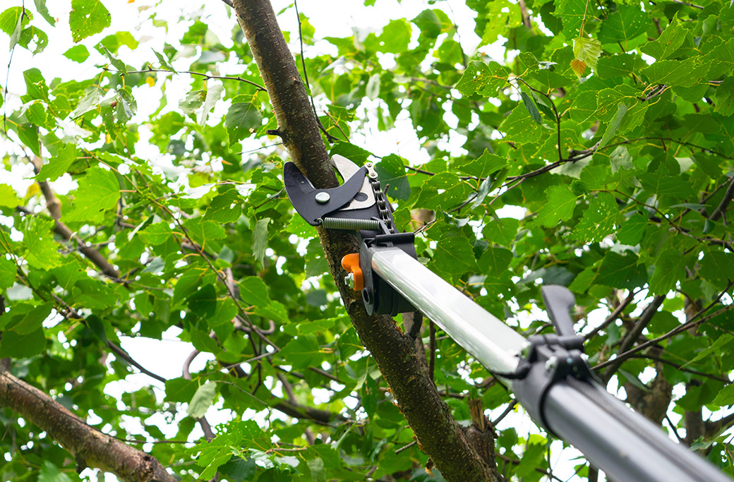 Prep Your Trees for Fall: Essential Guide to Pruning