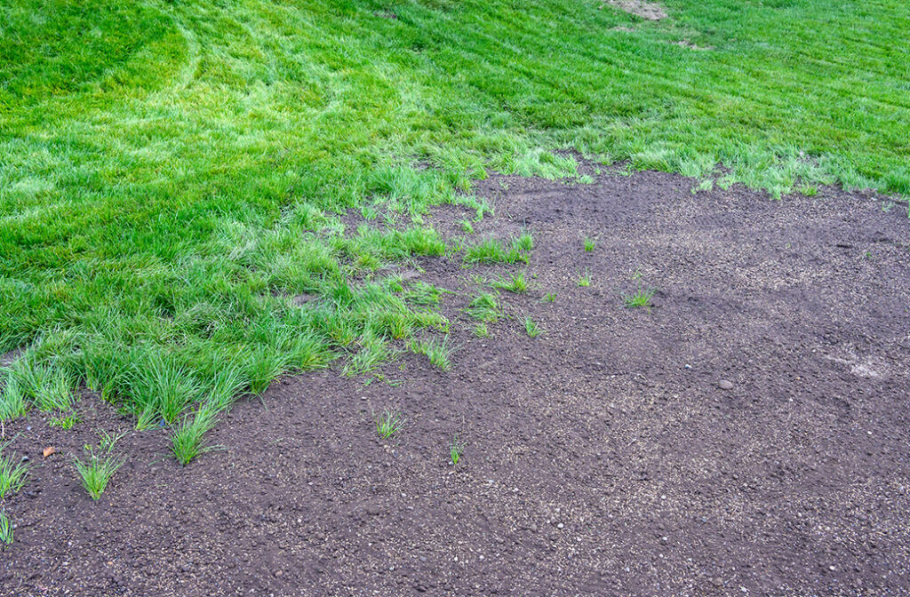 Spring Seeding in Winston Salem