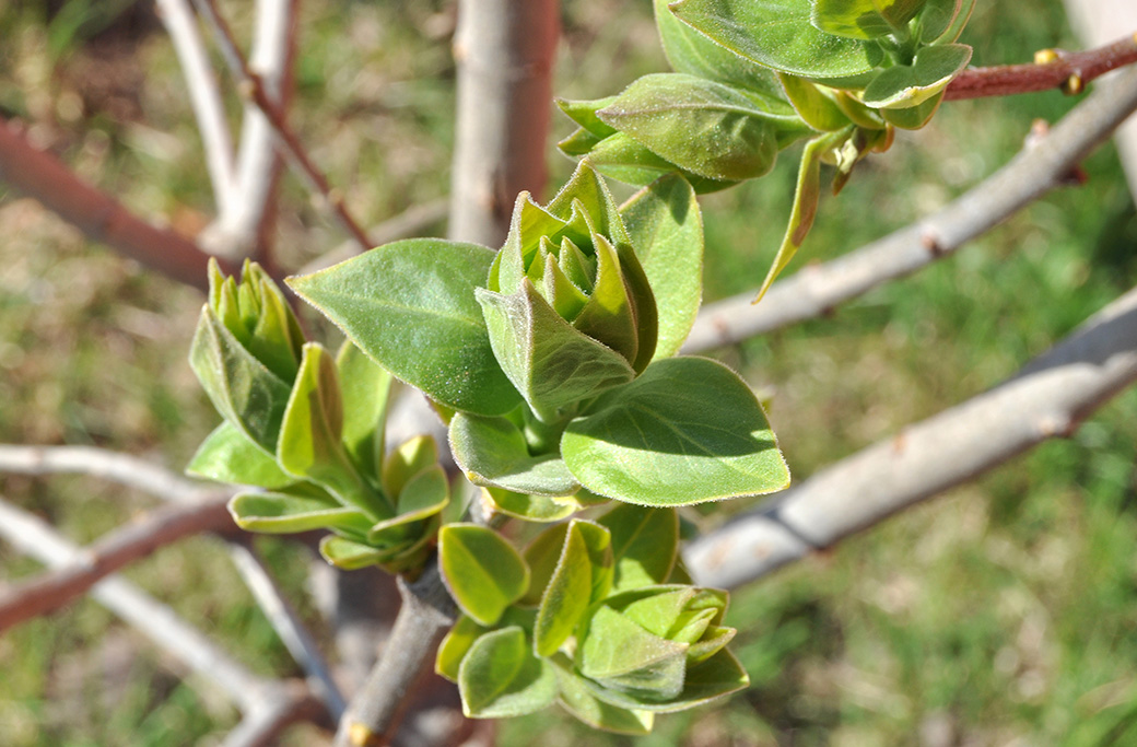 Tree Fertilization and Care for a Strong Spring Start