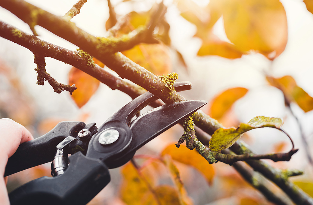 Fall Tree Pruning: Boosting Tree Health and Aesthetic Appeal