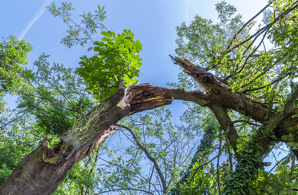 Identifying and Removing Hazardous Trees Before Fall Storms