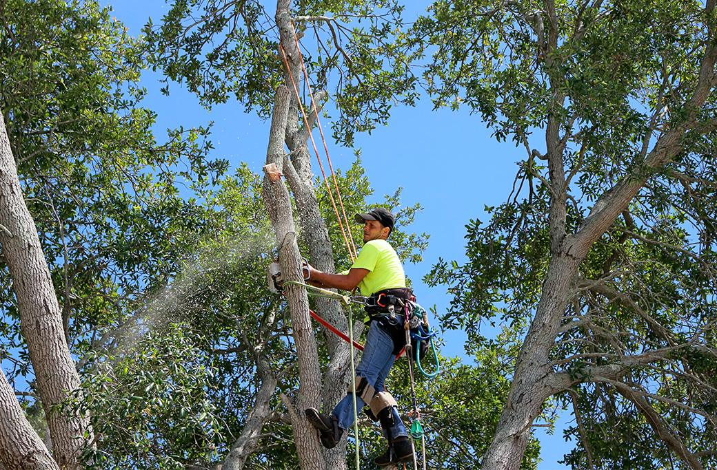 Tree Trimmer Near Yadkinville