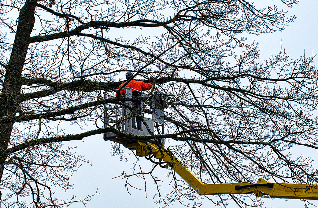 Firewood Delivery and Winter Tree Care: A Dual-Service Solution