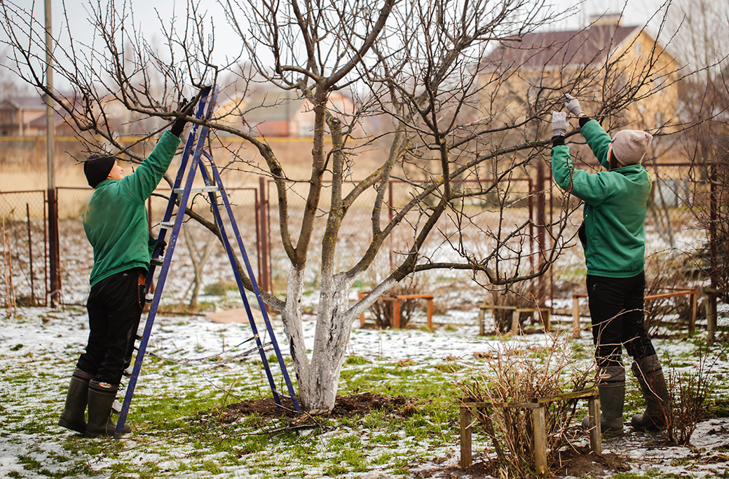 Winter Tree Care Checklist: What Every Homeowner Needs to Know