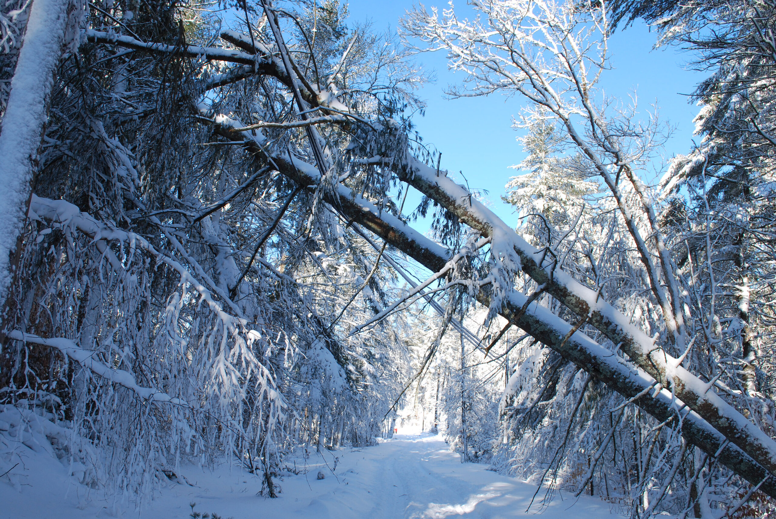 Tree Pruning Tips to Prevent Ice Damage