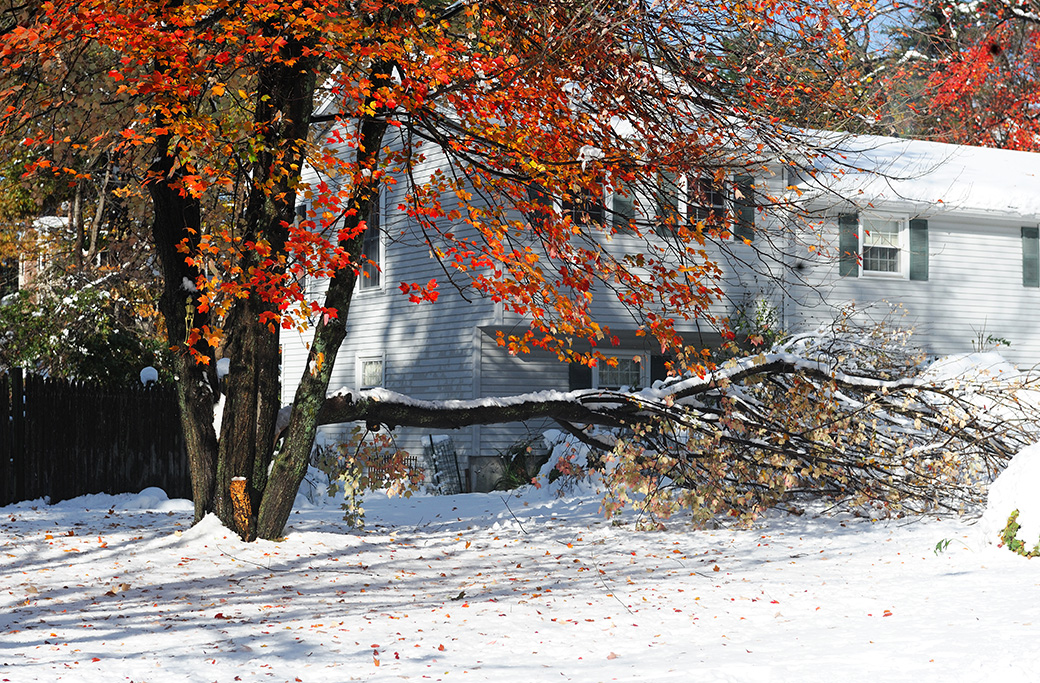 Ice Storm Ready: Protect Your Trees and Property This Winter