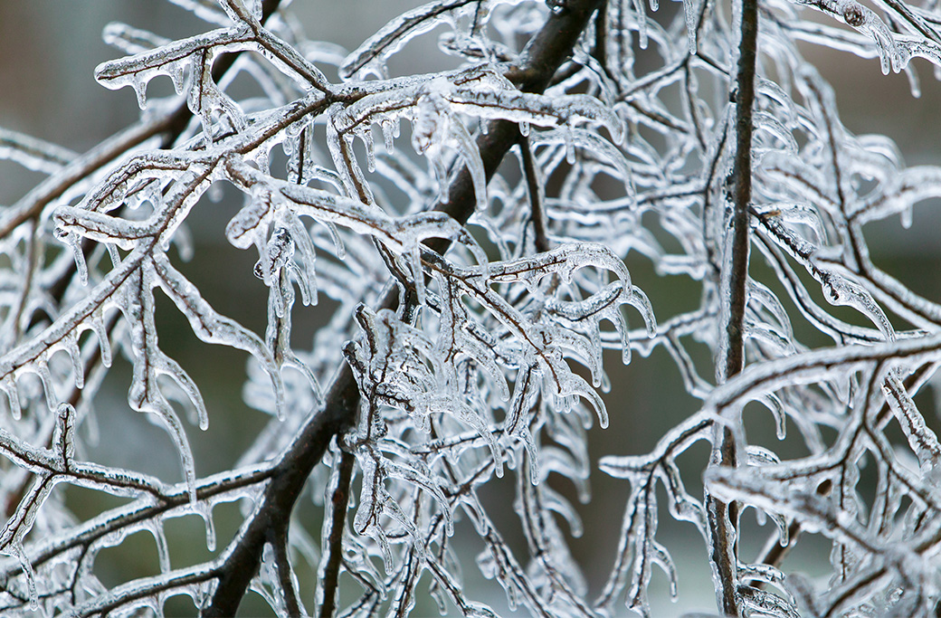 Professional Tree Care for Preventing Ice Storm Damage