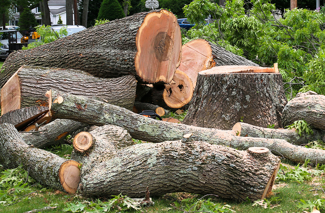 Tree Removal Near East Winston