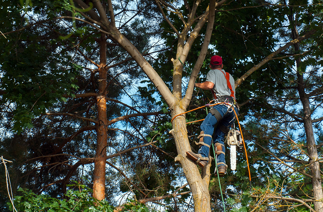 Tree Trimmer Near Elkin, NC