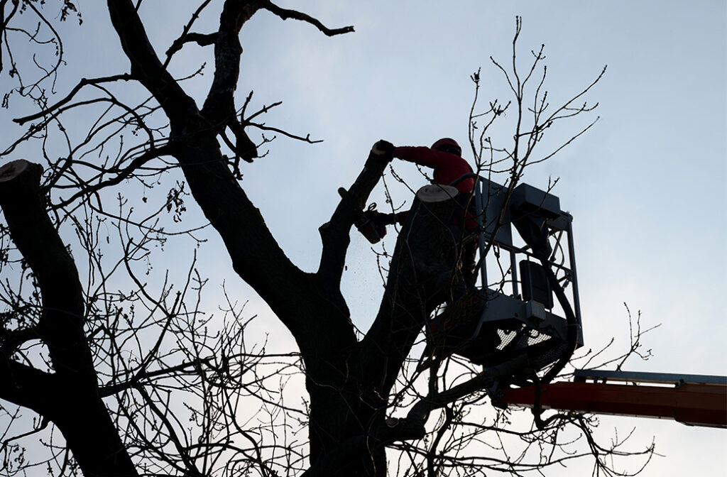 Why Winter is the Perfect Time for Tree Care