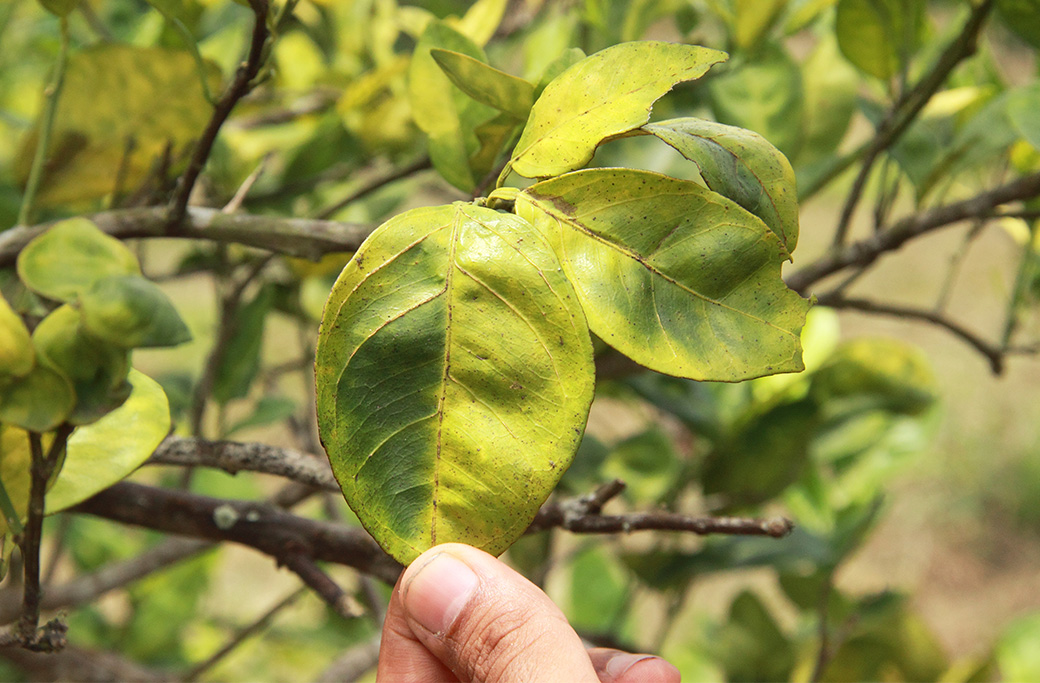 Spring Tree Trimming Tips for Pest & Disease Prevention