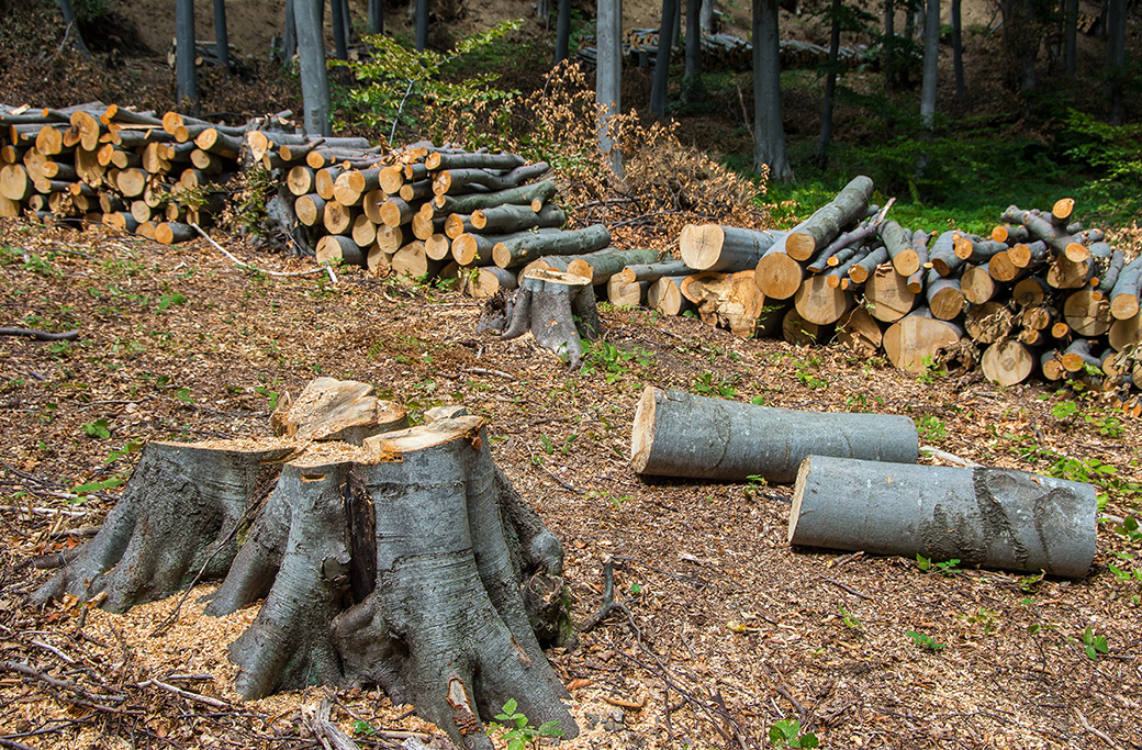 Tree Removal Near Boonville, NC