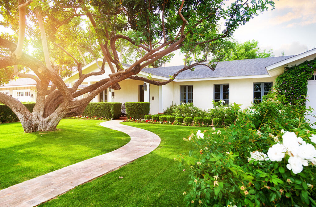 Right Tree, Right Space – Smart Planting for a Healthy Landscape