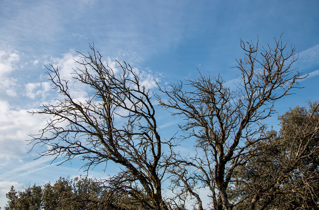 Identifying Weak Trees Before Spring Storms
