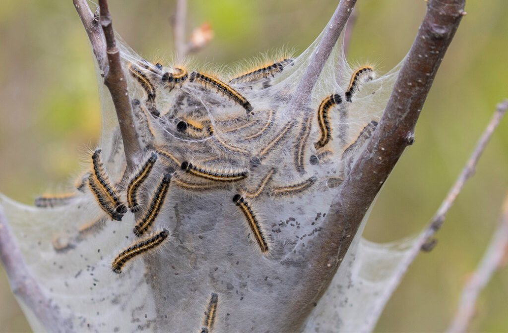 Common Summer Tree Pests in Winston-Salem